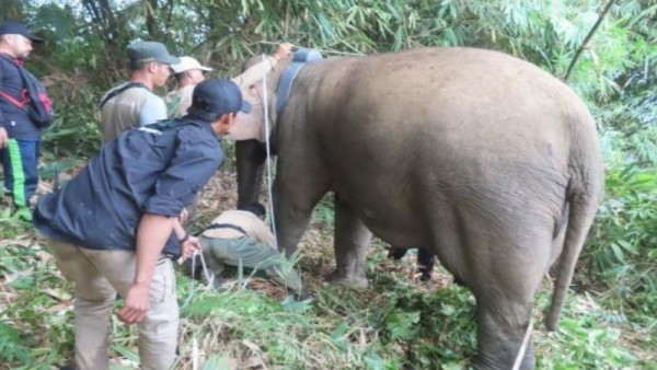 Sejumlah petugas yang sedang melakukan pemasangan GPS Collar pada gajah liar (ANTARA/HO)
