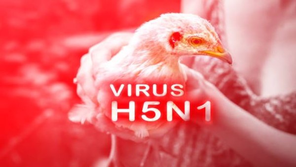 Sejak 2022, flu burung yang sangat virulen telah menyebabkan pemusnahan lebih dari 90 juta unggas domestik di AS. Program vaksinasi condor California telah diterapkan untuk meminimalkan dampak penyakit ini pada burung yang terancam punah tersebut, tetapi kemungkinan banyak spesies lain juga akan membutuhkan bantuan serupa.