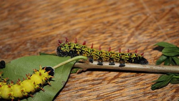 Spesies Cordyceps C. militaris telah lama digunakan dalam pengobatan tradisional Tiongkok dalam berbagai cara, dan kini juga dapat ditemukan dalam banyak obat modern, berkat sifat antiinflamasi dan antibakterinya. Dari obesitas hingga penggumpalan darah, senyawa alami dari dunia alam menginspirasi berbagai pengobatan.