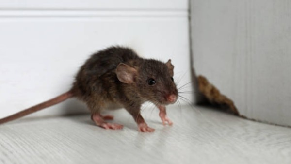 Meskipun membunuh tikus secara total nggak realistis, peneliti berharap data ini bisa bantu pemerintah dan penyedia layanan kesehatan merancang strategi kontrol yang lebih efektif dan ramah lingkungan.