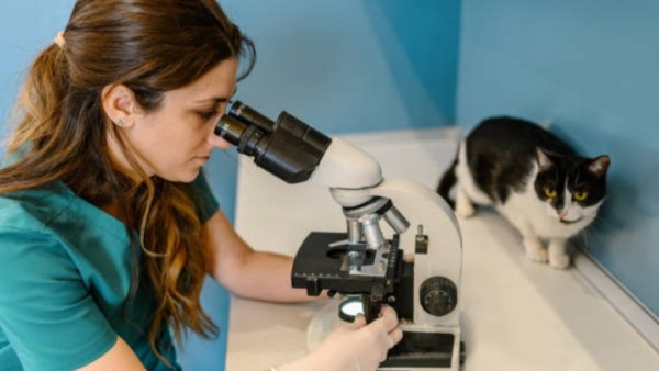 Pepper punya kebiasaan khas kucing: suka memberikan hadiah berupa hewan mati ke pemiliknya. Kedengarannya agak seram, tapi bagi sang pemilik, John Lednicky—seorang ahli virologi dari University of Florida—ini justru jadi peluang emas.