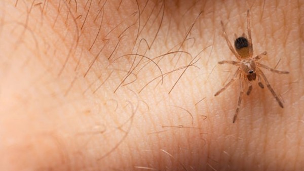 Sebagian besar gigitan memang ringan dan sembuh sendiri dalam 1–2 hari, tapi jika penyebabnya adalah laba-laba berbahaya seperti black widow atau brown recluse, efeknya bisa fatal.