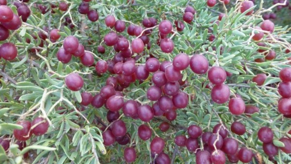 Buah merah kecil Nitraria roborowskii Kom yang tumbuh di gurun barat Tiongkok kini menarik perhatian ilmuwan karena potensinya dalam mengatasi diabetes secara alami.