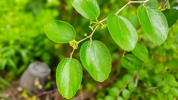 Dalam penelitian yang dilakukan oleh tim ilmuwan dari Malaysia dan diterbitkan di jurnal Scientific Reports, para peneliti mempelajari tanaman Ziziphus mauritiana atau yang lebih dikenal dengan bidara — pohon tropis yang sering tumbuh di Asia Selatan dan Asia Tenggara. Tanaman ini bisa mencapai tinggi hingga 15 meter, memiliki batang kuat, daun hijau mengilap, serta buah kecil manis yang mirip kurma mini.