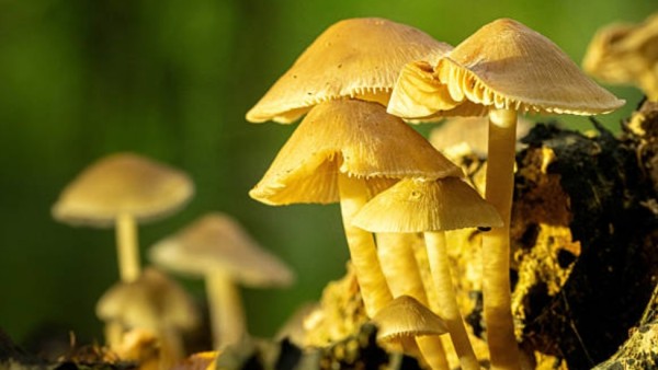 Peneliti menemukan bahwa senyawa alami dari “magic mushrooms” atau jamur psikedelik, yaitu psilocybin, ternyata mampu meredakan nyeri kronis dan depresi dengan cara menenangkan aktivitas otak yang menghubungkan rasa sakit fisik dan tekanan emosional.