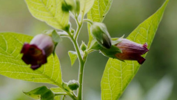 Ilustrasi tanaman belladonna, mandrake, dan mugwort yang dikenal dalam cerita rakyat sebagai ramuan penyihir, namun kini terbukti punya khasiat ilmiah.