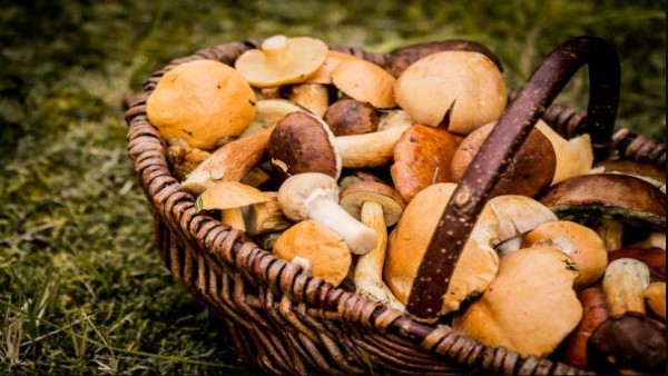 Jamur segar berbagai jenis yang kaya nutrisi dan mudah diolah untuk menu harian.