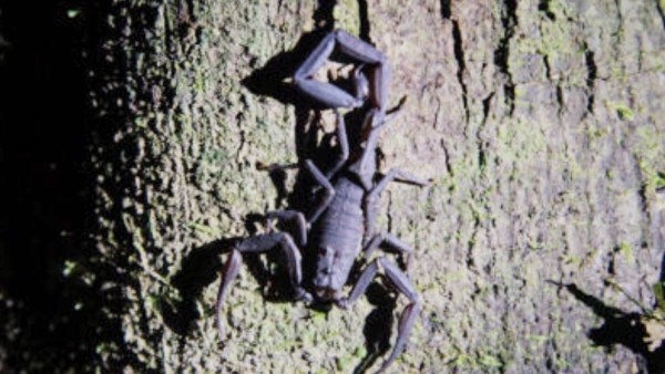 Ilustrasi kalajengking Amazon Brotheas amazonicus yang racunnya dipercaya mengandung senyawa antikanker alami.