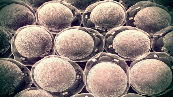 Ilustrasi sel T helper yang bekerja membersihkan sel-sel tua penyebab penuaan.