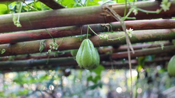 Labu segar di ladang, simbol tanaman yang dapat menyerap polutan dari tanah.