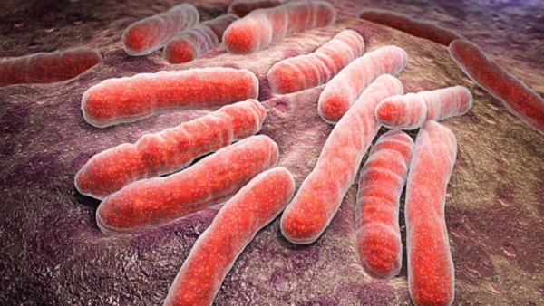 Ilustrasi bakteri penyebab tuberkulosis yang menjadi target penelitian obat baru CMX410.